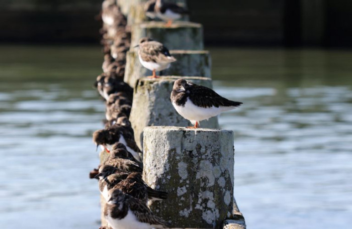 Oystercatchers sat on wooden pilings in the sea
